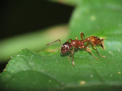 Myrmica rubra