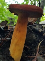 Lactifluus