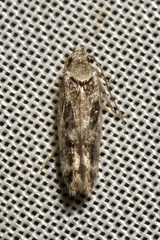 Caryocolum fischerella