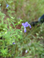 Trichostema dichotomum