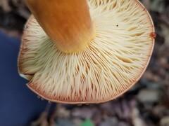 Lactifluus