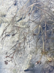 Potamogeton pusillus