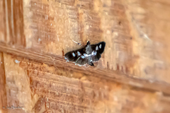 Desmia funeralis