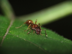 Myrmica rubra