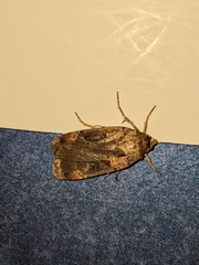 Pseudohermonassa bicarnea