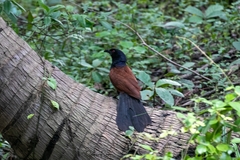 Centropus sinensis