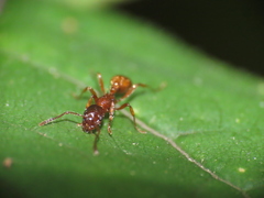 Myrmica rubra