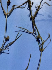 Potamogeton pusillus