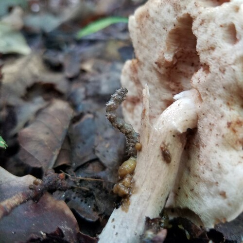 Common Fungus Moth photo 3