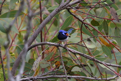 Malurus pulcherrimus