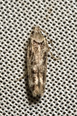 Caryocolum fischerella