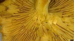 Agaricales