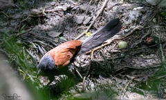 Centropus sinensis