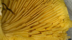 Agaricales