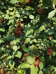 Rubus idaeus