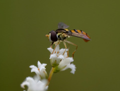 Sphaerophoria macrogaster