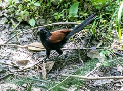 Centropus sinensis