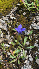 Gentianopsis ciliata ciliata