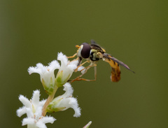 Sphaerophoria macrogaster