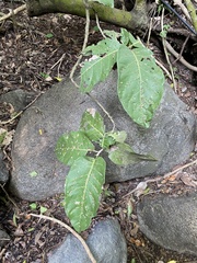 Coccoloba barbadensis
