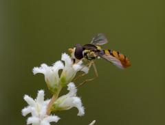 Sphaerophoria macrogaster