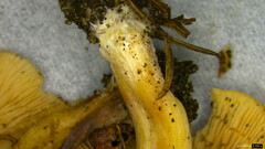 Agaricales
