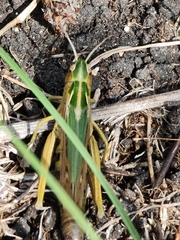 Omocestus viridulus