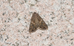 Anarta trifolii