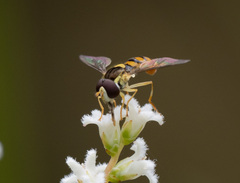 Sphaerophoria macrogaster