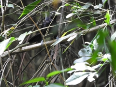 Amblycercus holosericeus