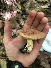Hemileccinum