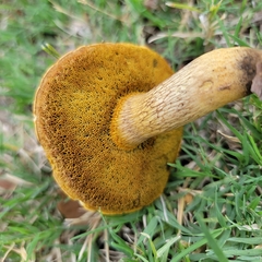 Boletus luridellus