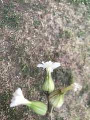 Silene latifolia alba