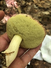 Hemileccinum