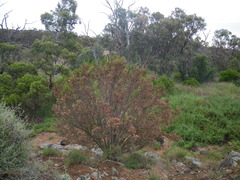 Dodonaea viscosa