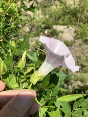 Calystegia sepium