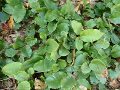 Epigaea repens