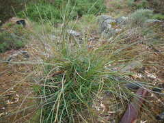 Lomandra effusa