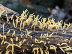 Calocera cornea