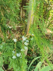 Chamaecyparis lawsoniana