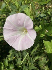 Calystegia sepium