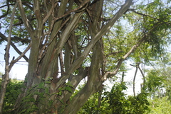 Chloroleucon mangense