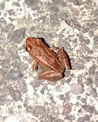 Eleutherodactylus planirostris