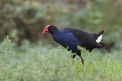 Porphyrio melanotus melanotus