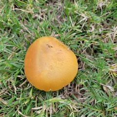 Boletus luridellus