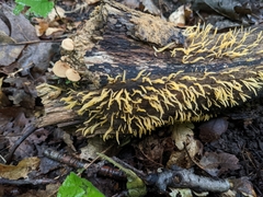 Calocera cornea