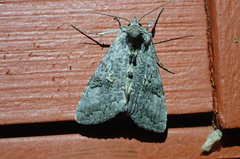 Syngrapha viridisigma