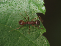 Myrmica rubra