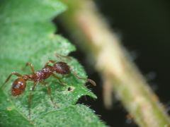 Myrmica rubra