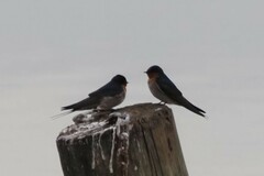 Hirundo neoxena